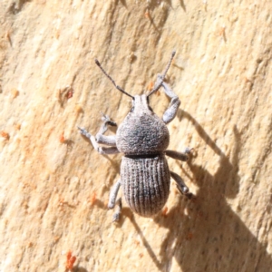 Polyphrades paganus at O'Connor, ACT - 12 Jan 2021