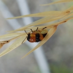 Aporocera (Aporocera) flaviventris (A case bearing leaf beetle) at Point 3852 - 11 Jan 2021 by CathB
