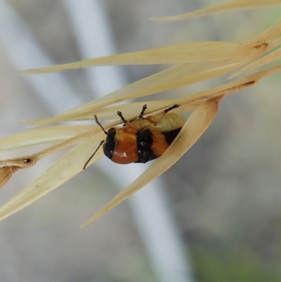 Aporocera (Aporocera) flaviventris (A case bearing leaf beetle) at Aranda Bushland - 11 Jan 2021 by CathB