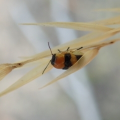 Aporocera (Aporocera) flaviventris at Holt, ACT - 12 Jan 2021 08:34 AM