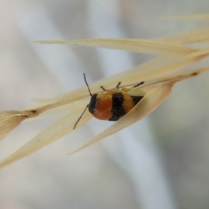 Aporocera (Aporocera) flaviventris at Holt, ACT - 12 Jan 2021 08:34 AM