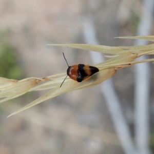 Aporocera (Aporocera) flaviventris at Holt, ACT - 12 Jan 2021 08:34 AM