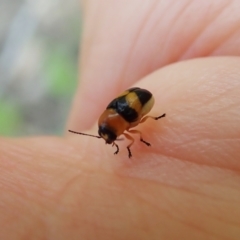 Aporocera (Aporocera) flaviventris at Holt, ACT - 12 Jan 2021