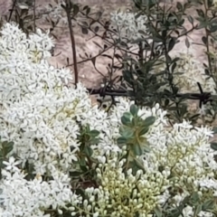 Bursaria spinosa (Native Blackthorn, Sweet Bursaria) at Majura, ACT - 29 Dec 2020 by MPW