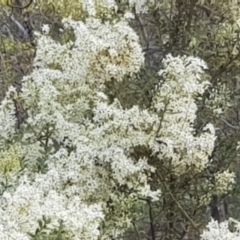 Bursaria spinosa at Majura, ACT - 29 Dec 2020