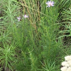 Olearia tenuifolia (Narrow-leaved Daisybush) at Point 3852 - 11 Jan 2021 by CathB