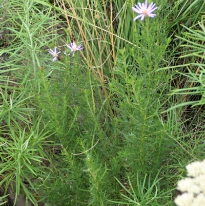 Olearia tenuifolia (Narrow-leaved Daisybush) at Holt, ACT - 12 Jan 2021 by CathB