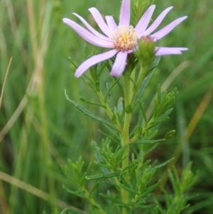 Olearia tenuifolia at Holt, ACT - 12 Jan 2021