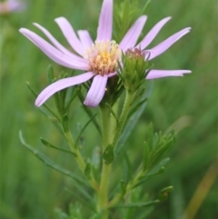 Olearia tenuifolia at Holt, ACT - 12 Jan 2021