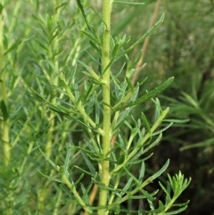 Olearia tenuifolia at Holt, ACT - 12 Jan 2021