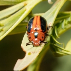 Calomela curtisi (Acacia leaf beetle) at Latham, ACT - 11 Jan 2021 by Roger