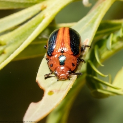 Calomela curtisi (Acacia leaf beetle) at Latham, ACT - 11 Jan 2021 by Roger