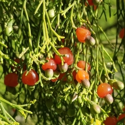 Exocarpos cupressiformis (Cherry Ballart) at Mount Majura - 3 Dec 2020 by MAX