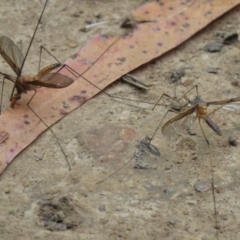 Leptotarsus (Leptotarsus) sp.(genus) (A Crane Fly) at Cotter River, ACT - 12 Jan 2021 by SandraH