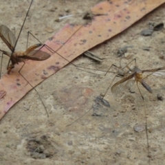 Leptotarsus (Leptotarsus) sp.(genus) (A Crane Fly) at Cotter River, ACT - 11 Jan 2021 by SandraH