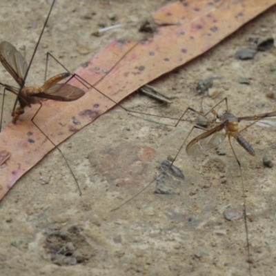 Leptotarsus (Leptotarsus) sp.(genus) (A Crane Fly) at Cotter River, ACT - 11 Jan 2021 by SandraH