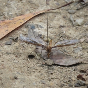 Leptotarsus (Leptotarsus) sp.(genus) at Cotter River, ACT - 12 Jan 2021 07:52 AM