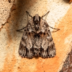 Spectrotrota fimbrialis (A Pyralid moth) at Latham, ACT - 11 Jan 2021 by Roger