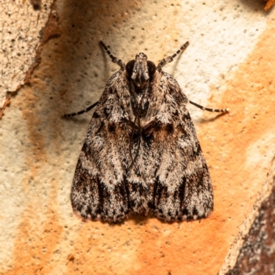 Spectrotrota fimbrialis (A Pyralid moth) at Latham, ACT - 11 Jan 2021 by Roger