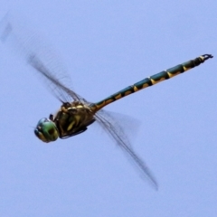 Hemicordulia australiae (Australian Emerald) at Wodonga - 12 Jan 2021 by Kyliegw