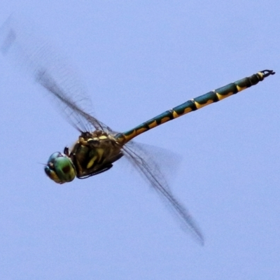 Hemicordulia australiae (Australian Emerald) at Wodonga, VIC - 12 Jan 2021 by Kyliegw