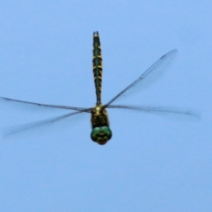 Hemicordulia australiae at Wodonga, VIC - 12 Jan 2021