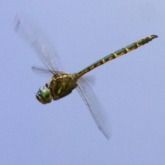 Hemicordulia australiae at Wodonga, VIC - 12 Jan 2021