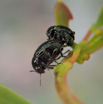 Ditropidus sp. (genus) (Leaf beetle) at Aranda Bushland - 12 Jan 2021 by CathB