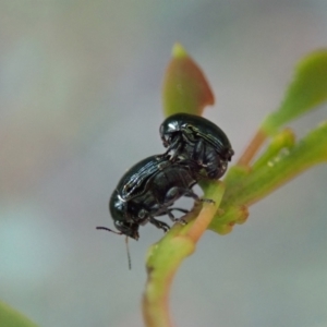 Ditropidus sp. (genus) at Holt, ACT - 12 Jan 2021