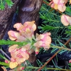 Dillwynia sericea (Egg And Bacon Peas) at Downer, ACT - 25 Oct 2020 by MPW