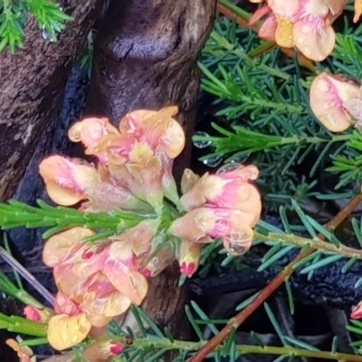 Dillwynia sericea (Egg And Bacon Peas) at Downer, ACT - 24 Oct 2020 by MAX