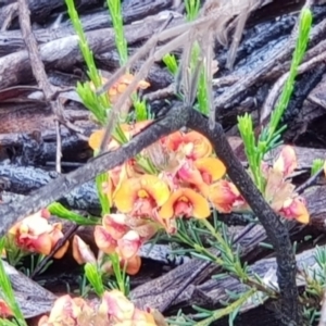 Dillwynia sericea at Downer, ACT - 25 Oct 2020