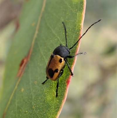 Cadmus (Cadmus) litigiosus (Leaf beetle) at Aranda Bushland - 7 Jan 2021 by CathB