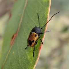 Cadmus (Cadmus) litigiosus (Leaf beetle) at Aranda Bushland - 7 Jan 2021 by CathB