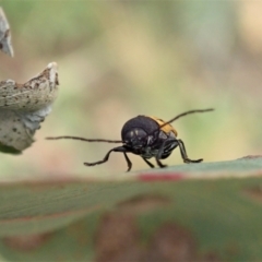 Cadmus (Cadmus) litigiosus at Holt, ACT - 7 Jan 2021