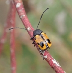 Cadmus (Cadmus) litigiosus at Holt, ACT - 7 Jan 2021