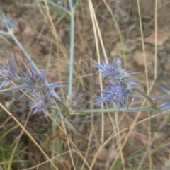 Eryngium ovinum (Blue Devil) at Gundaroo, NSW - 12 Jan 2021 by MPennay