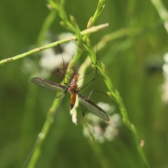 Leptotarsus (Macromastix) costalis (Common Brown Crane Fly) at Jacka, ACT - 7 Nov 2020 by Tammy