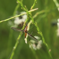 Leptotarsus (Macromastix) costalis (Common Brown Crane Fly) at Goorooyarroo NR (ACT) - 6 Nov 2020 by Tammy