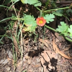 Modiola caroliniana (Red-flowered Mallow) at Majura, ACT - 12 Jan 2021 by WalterEgo