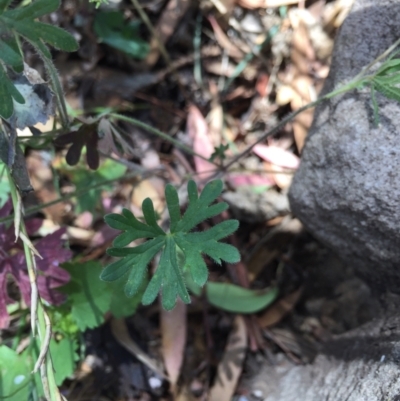 Geranium potentilloides (Soft Crane's-bill) at Majura, ACT - 12 Jan 2021 by WalterEgo