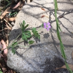 Geranium potentilloides at Majura, ACT - 12 Jan 2021