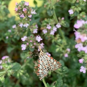 Utetheisa pulchelloides at Murrumbateman, NSW - 12 Jan 2021