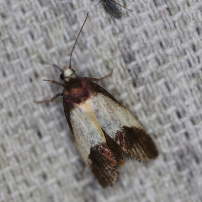 Eulechria heliophanes (A Concealer moth) at O'Connor, ACT - 10 Jan 2021 by ibaird