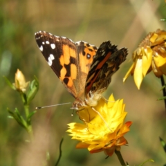 Vanessa kershawi (Australian Painted Lady) at Majura, ACT - 8 Jan 2021 by MatthewFrawley