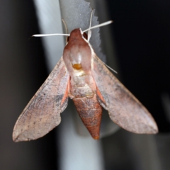 Hippotion scrofa (Coprosma Hawk Moth) at O'Connor, ACT - 10 Jan 2021 by ibaird