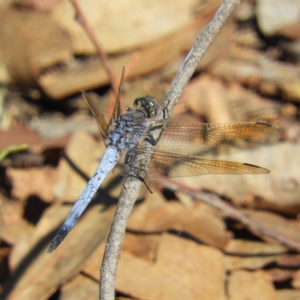 Orthetrum caledonicum at Majura, ACT - 9 Jan 2021