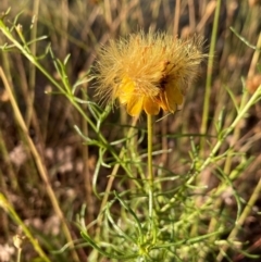 Xerochrysum viscosum (Sticky Everlasting) at Griffith, ACT - 12 Jan 2021 by AlexKirk