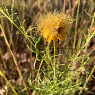 Xerochrysum viscosum (Sticky Everlasting) at Griffith, ACT - 12 Jan 2021 by AlexKirk