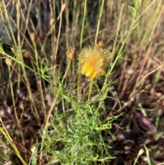 Xerochrysum viscosum at Griffith, ACT - 12 Jan 2021